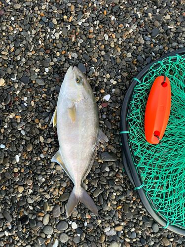 シオの釣果