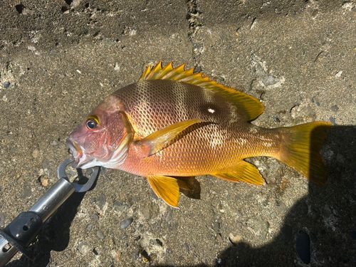 フエダイの釣果