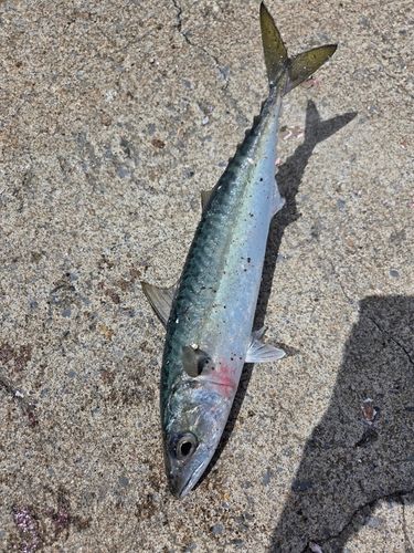 マサバの釣果