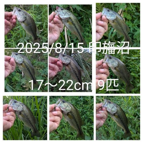 ブラックバスの釣果