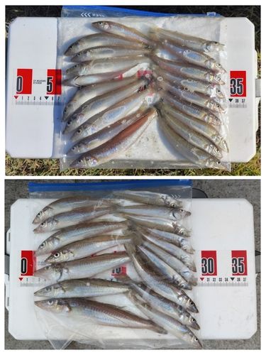 シロギスの釣果