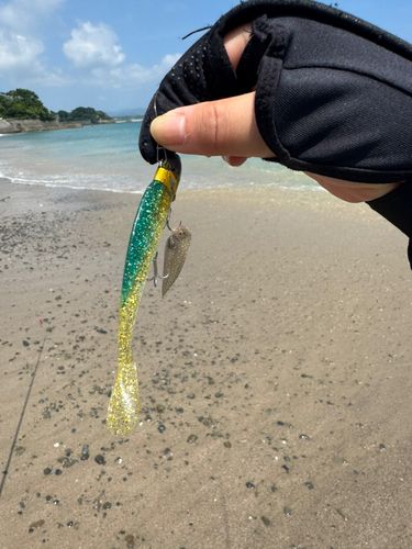 シタビラメの釣果