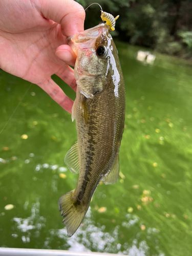 ラージマウスバスの釣果