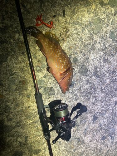 キジハタの釣果