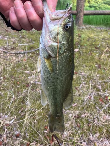ラージマウスバスの釣果