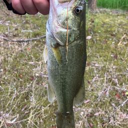 ラージマウスバス