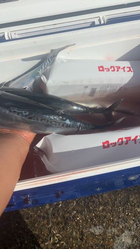 ソウダガツオの釣果