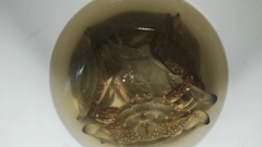ワタリガニの釣果
