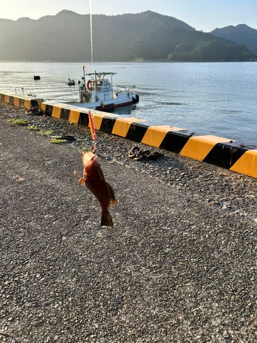オオモンハタの釣果