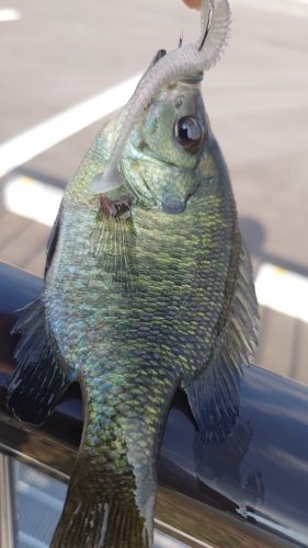 ブルーギルの釣果