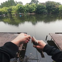 ラージマウスバス