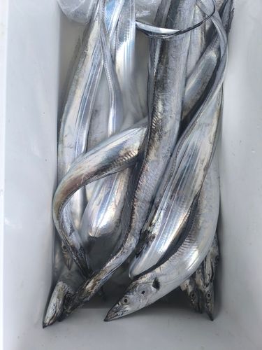 タチウオの釣果
