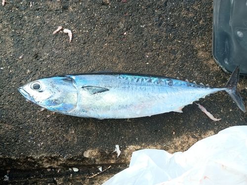 マルソウダの釣果