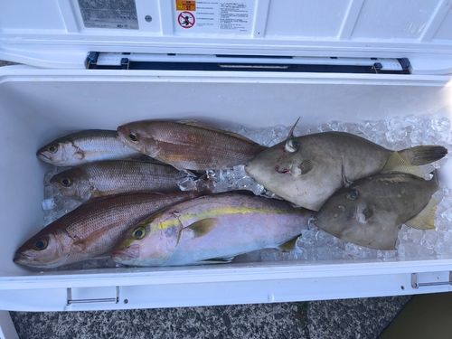 カンパチの釣果