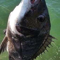 チヌ