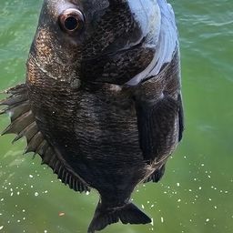 チヌ