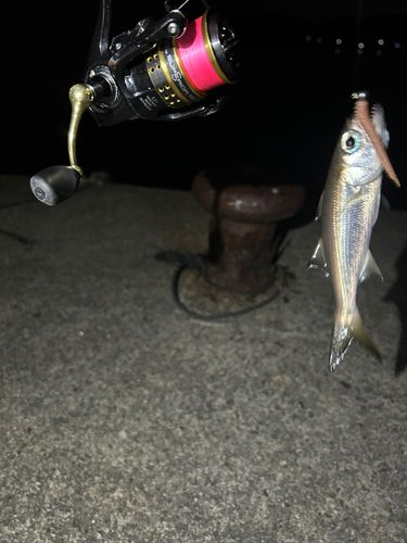 アカムツの釣果