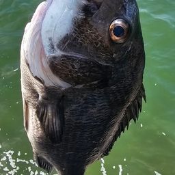 チヌ