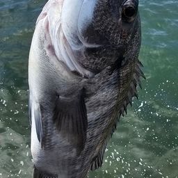 チヌ