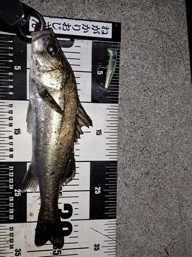 シーバスの釣果