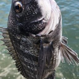 チヌ