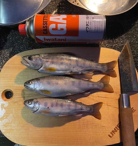 トラウトの釣果