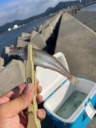 シロギスの釣果