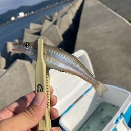 シロギス