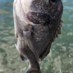 チヌ