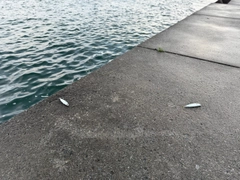 サバの釣果