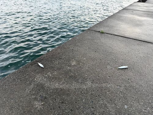 サバの釣果