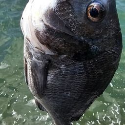 チヌ