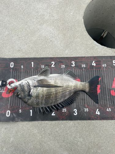チヌの釣果