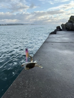 カニの釣果