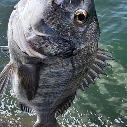 チヌ