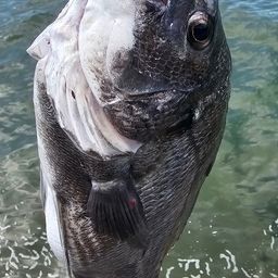 チヌ
