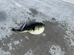 フグの釣果