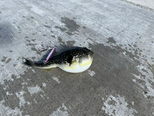 フグの釣果
