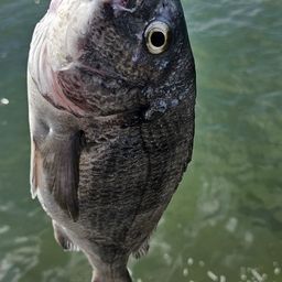 チヌ