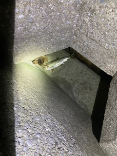 ヒラの釣果