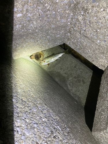 ヒラの釣果