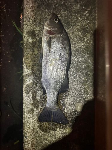 フッコ（ヒラスズキ）の釣果