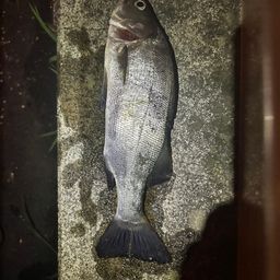 フッコ（ヒラスズキ）