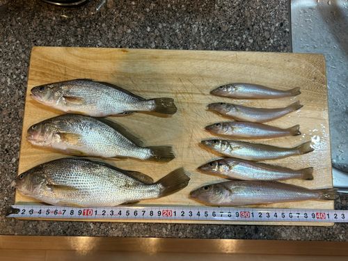 シロギスの釣果
