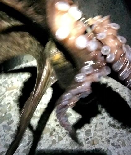 タコの釣果