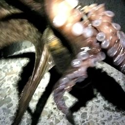 タコ