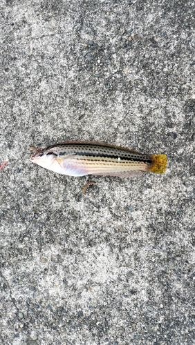 キュウセンの釣果