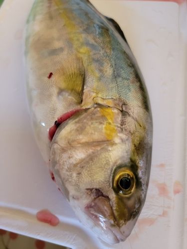 ショゴの釣果