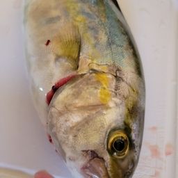 ショゴ