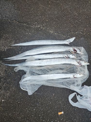 タチウオの釣果